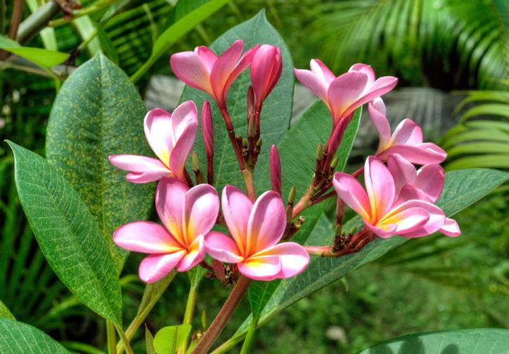 Frangipani flower in Bali