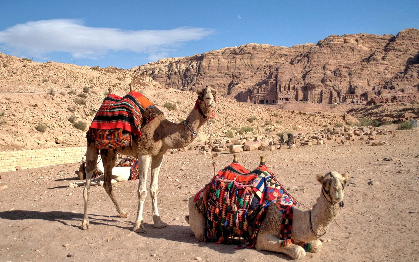 Camels at Petra archaeological site, Jordan