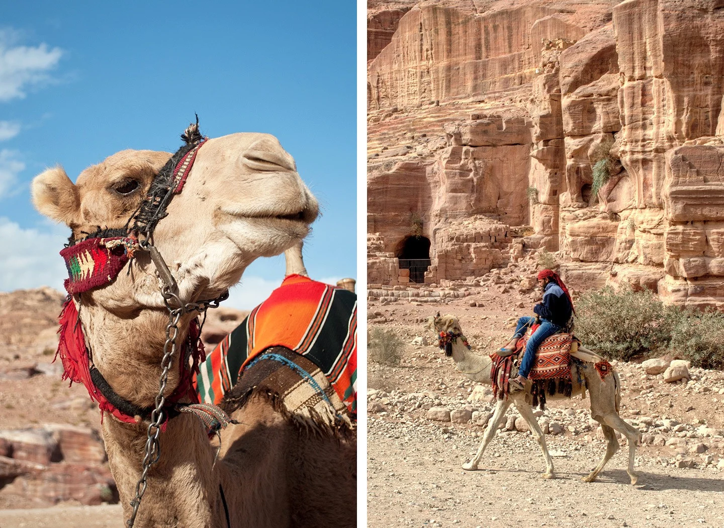 Camels at Petra Jordan