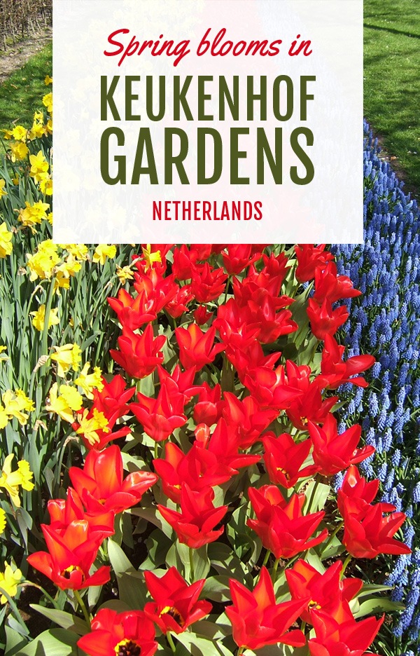 Spring blooms in Keukenhof Gardens, Netherlands