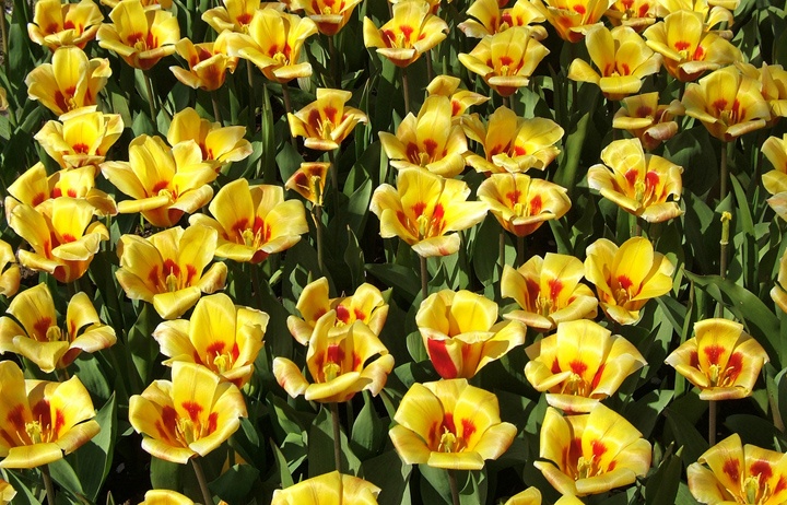 Tulips in Keukenhof gardens, Netherlands