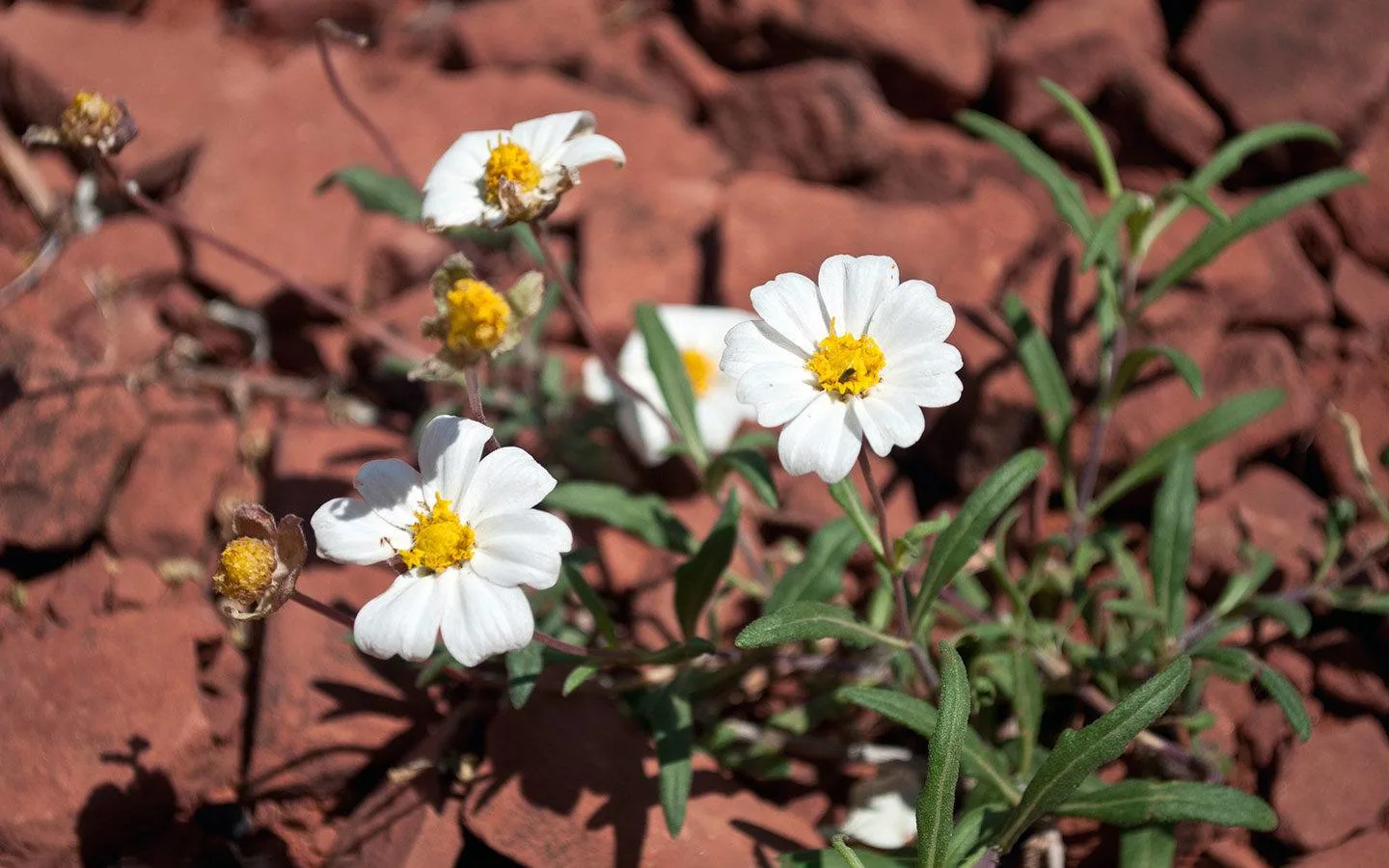 Red rocks and white flowers in Arizona, southwest USA