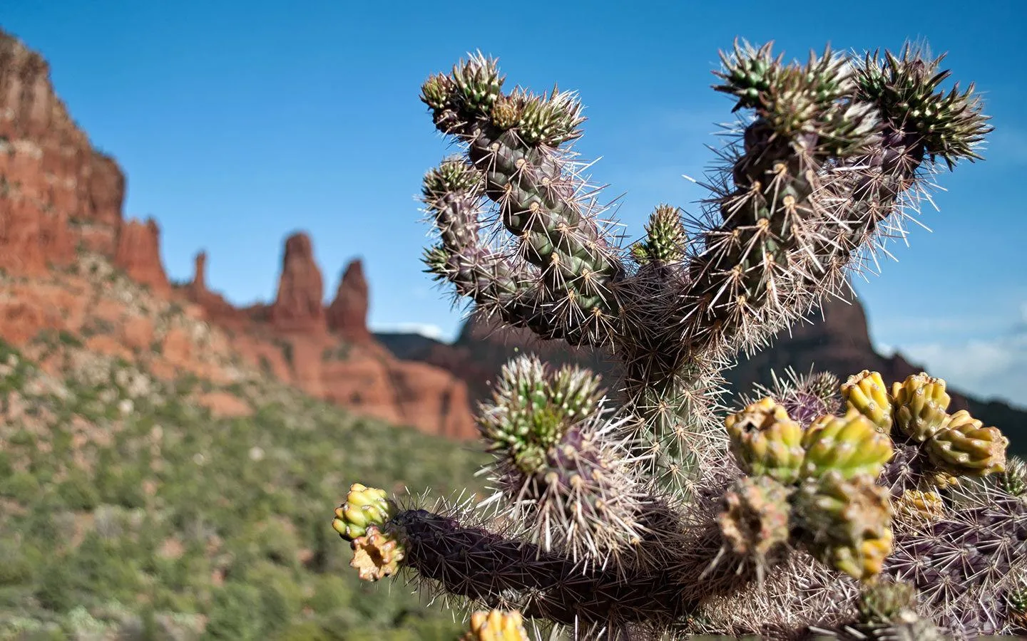 Cactus in front of red rocks in Arizona