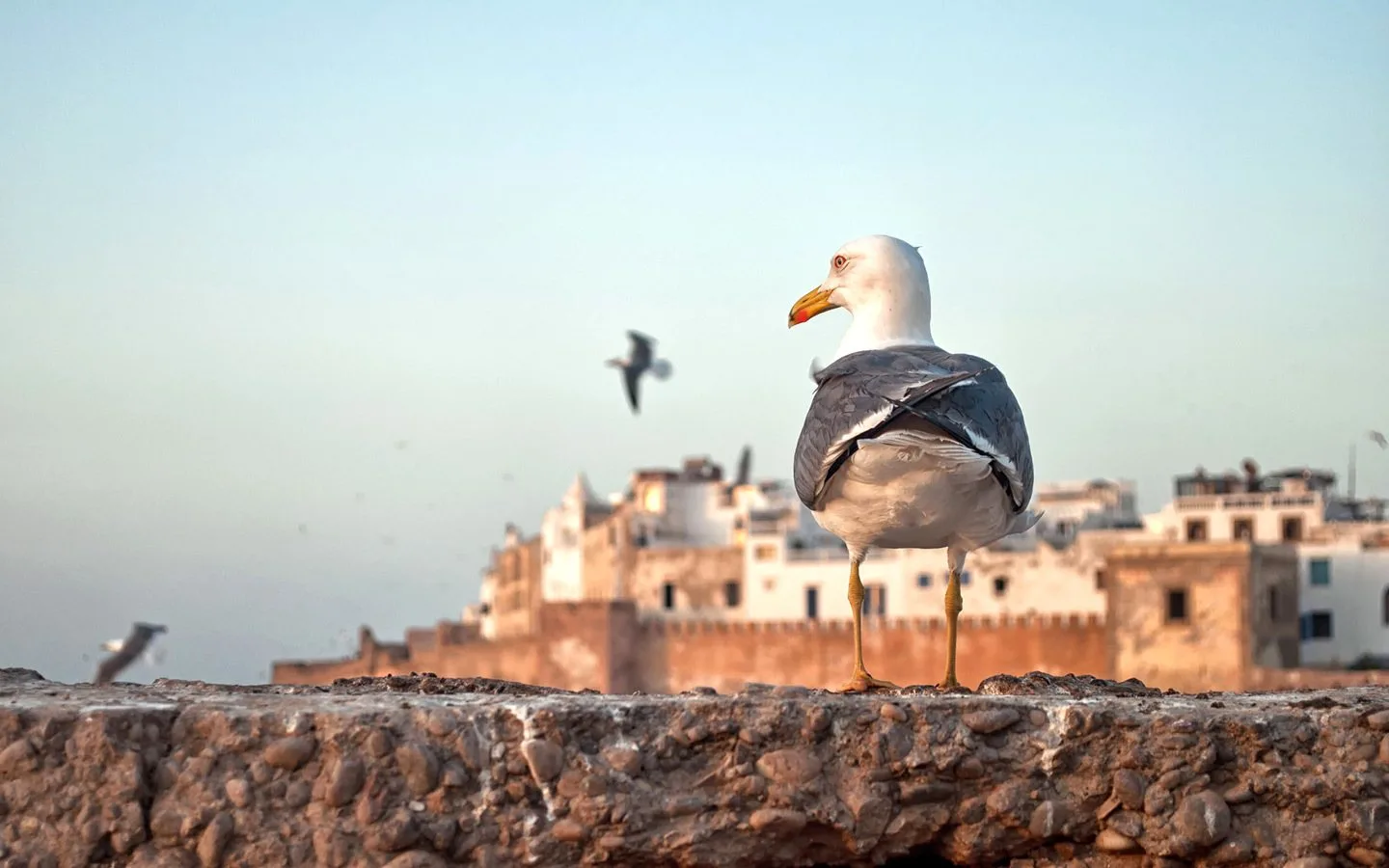 Seagull on the ramparts of Essaouria at sunset