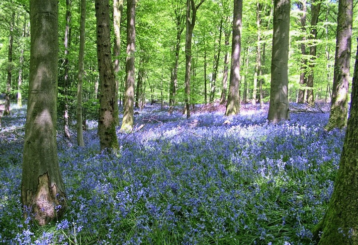 Bluebells in the Forest of Dean, Gloucestershire England