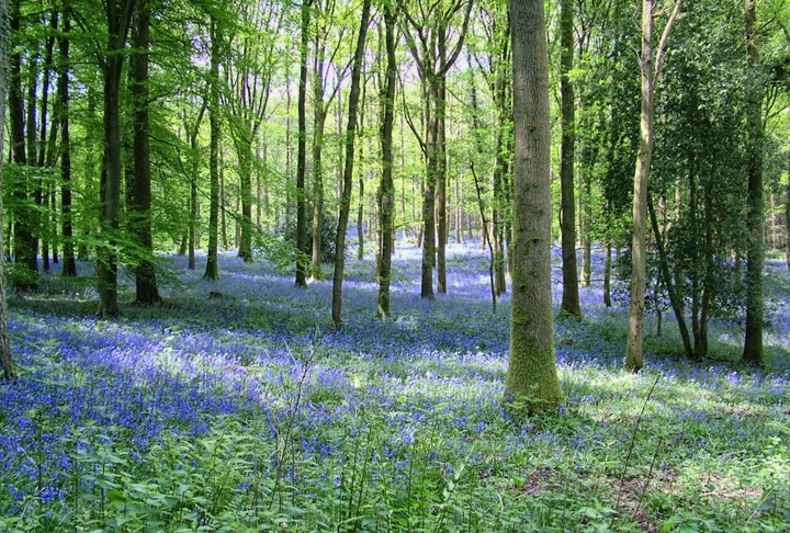 Bluebells in the Forest of Dean, Gloucestershire England