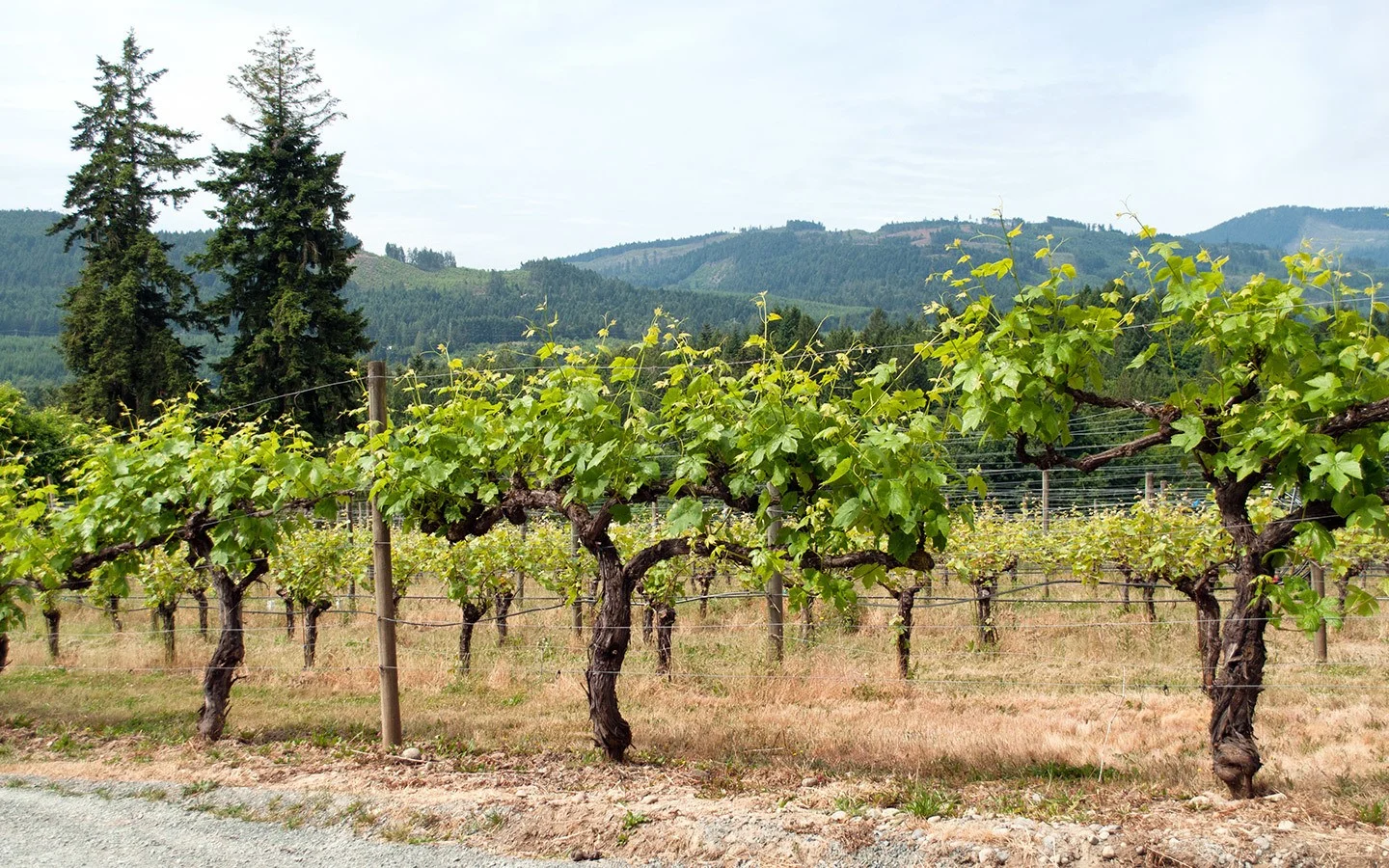 Vines in Vancouver Island's Cowichan Valley wine region