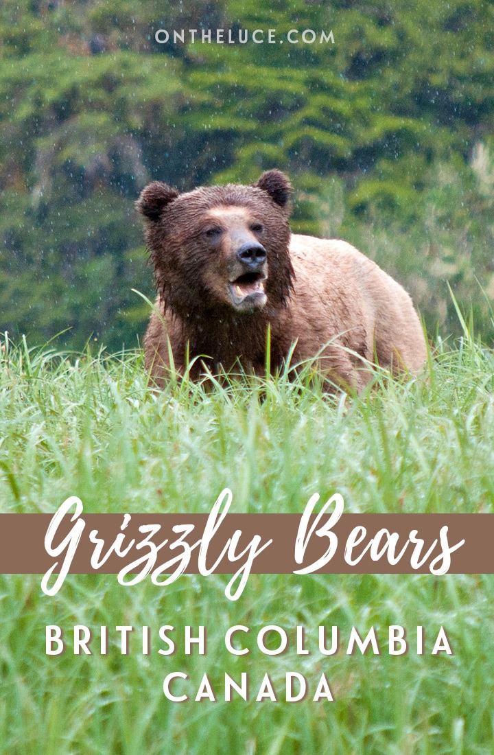 Exploring Canada's Great Bear Rainforest, one of the world's rare temperate rainforests, a land of mist and water that's the home of the grizzly bear. #Canada #ExploreCanada #grizzlybears #wildlife