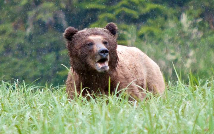 Grizzly bear in Canada's Great Bear Rainforest