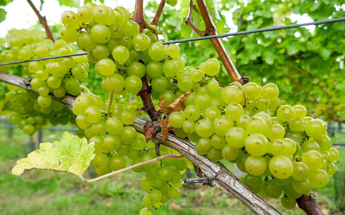Grapes growing in East Sussex