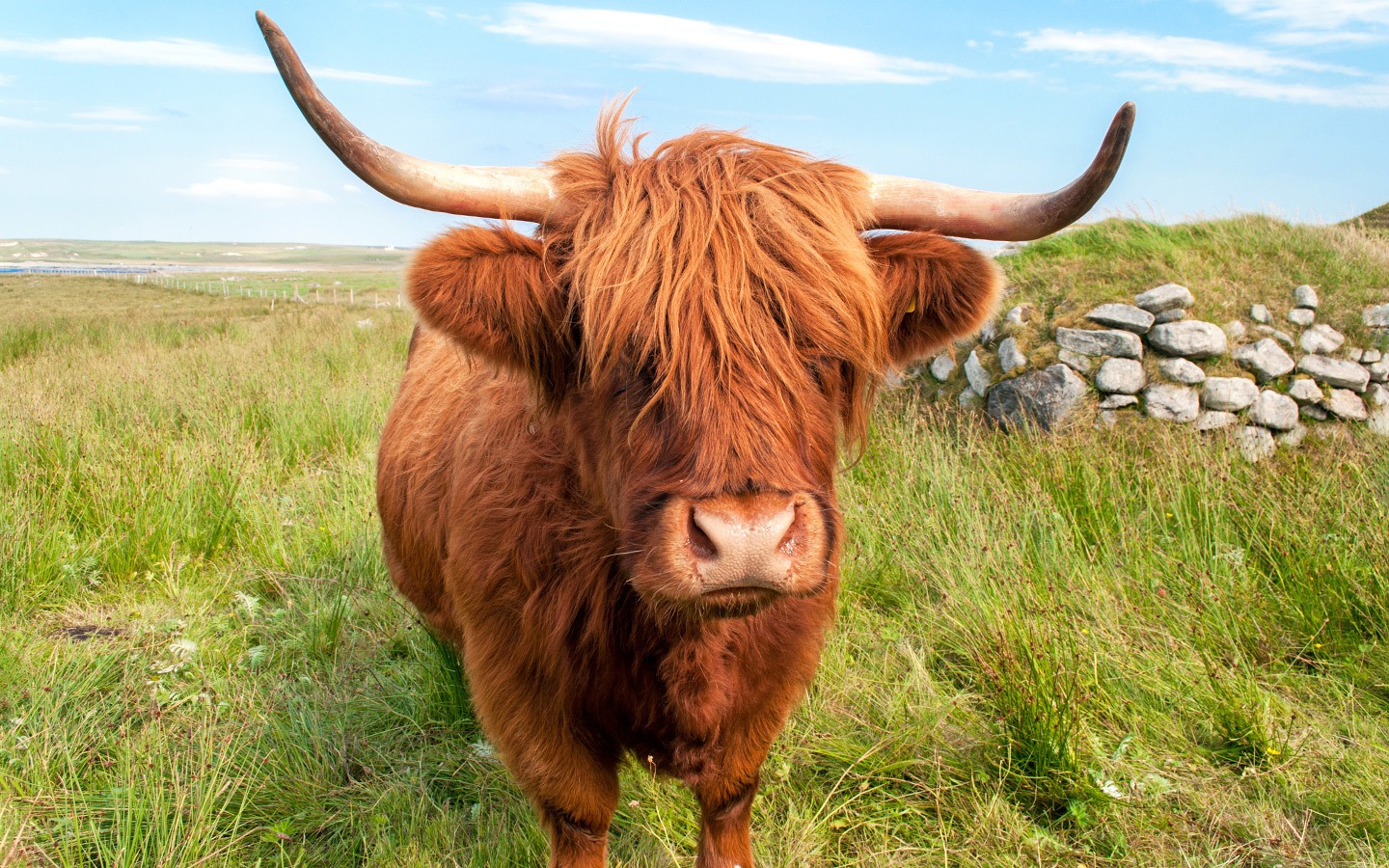 A Highland Coo in Scotland