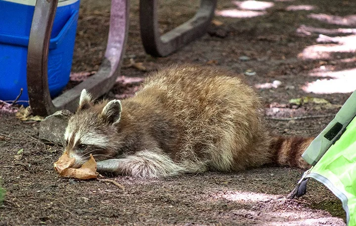 Raccon in Killarney Provincial Park