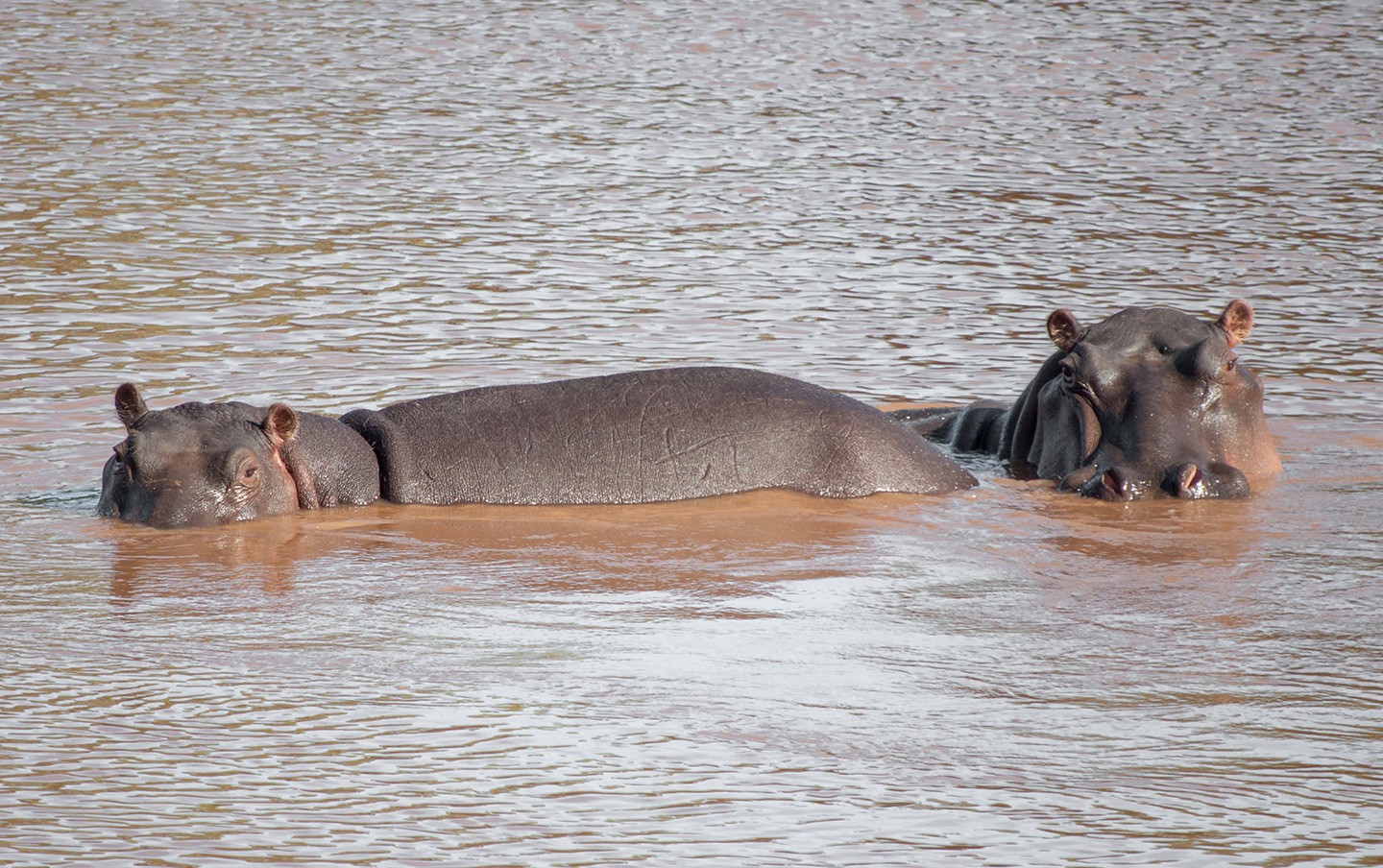 Hippos in Olifants River