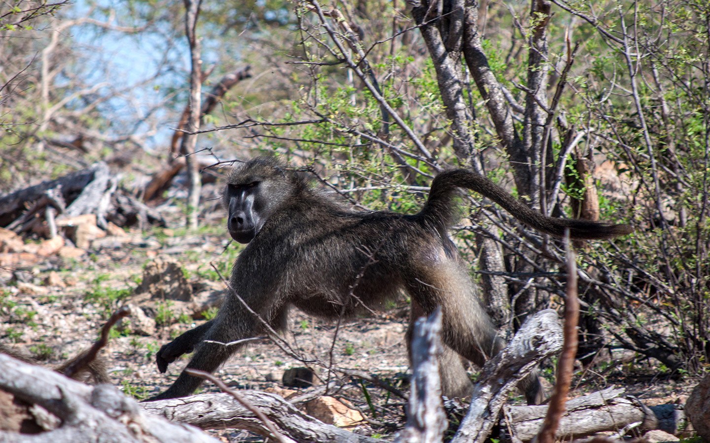 Monkey on safari in Naledi Game Lodge in South Africa