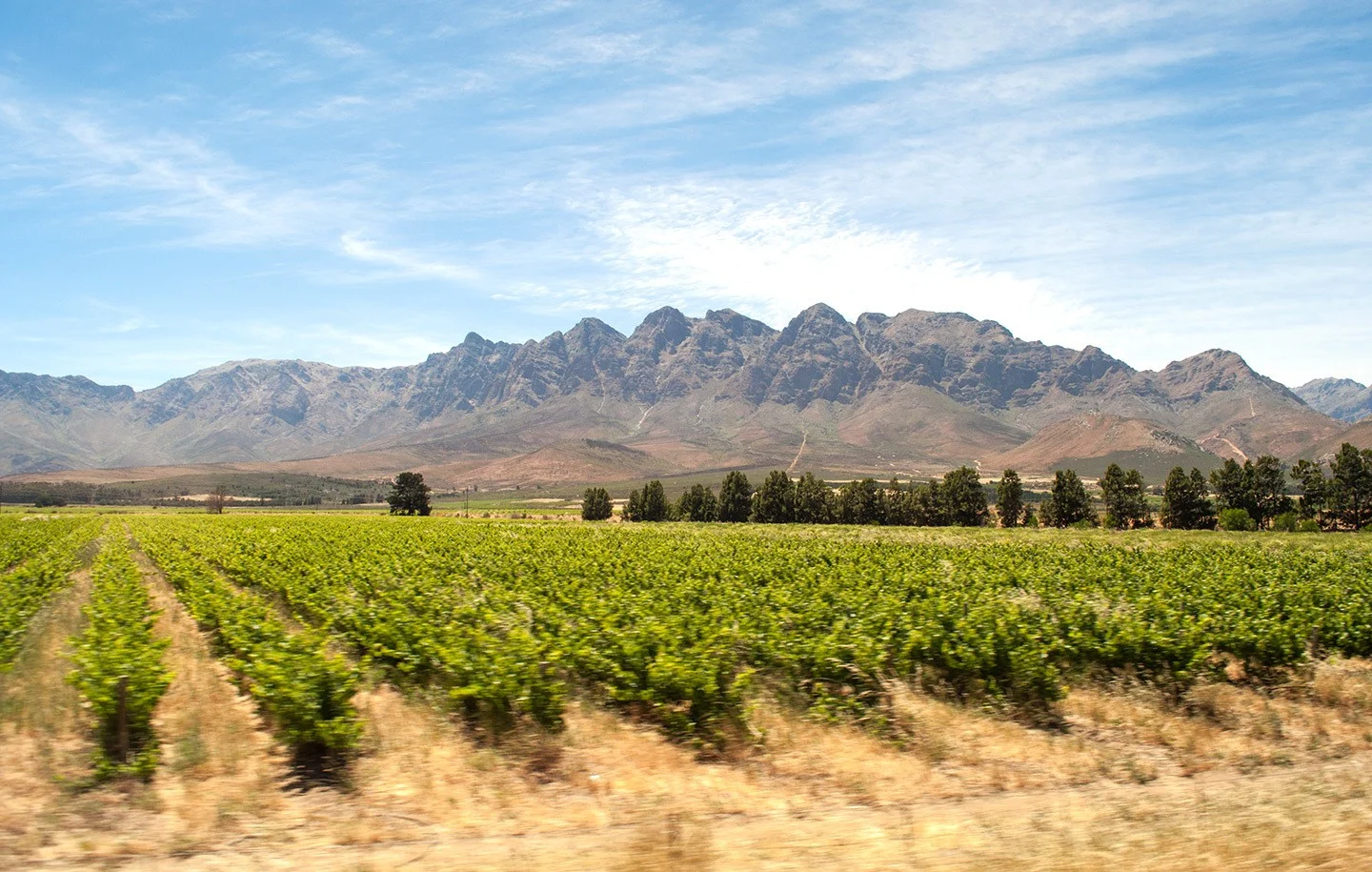 Passing through the vineyards of the Cape Winelands, South Africa