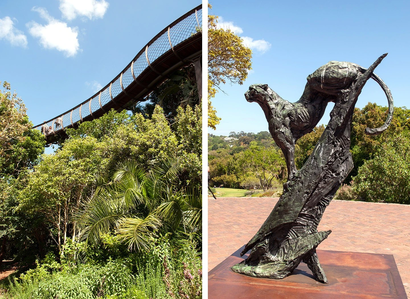 Kirstenbosch National Botanical Gardens in South Africa – tree walkway and leopard statue