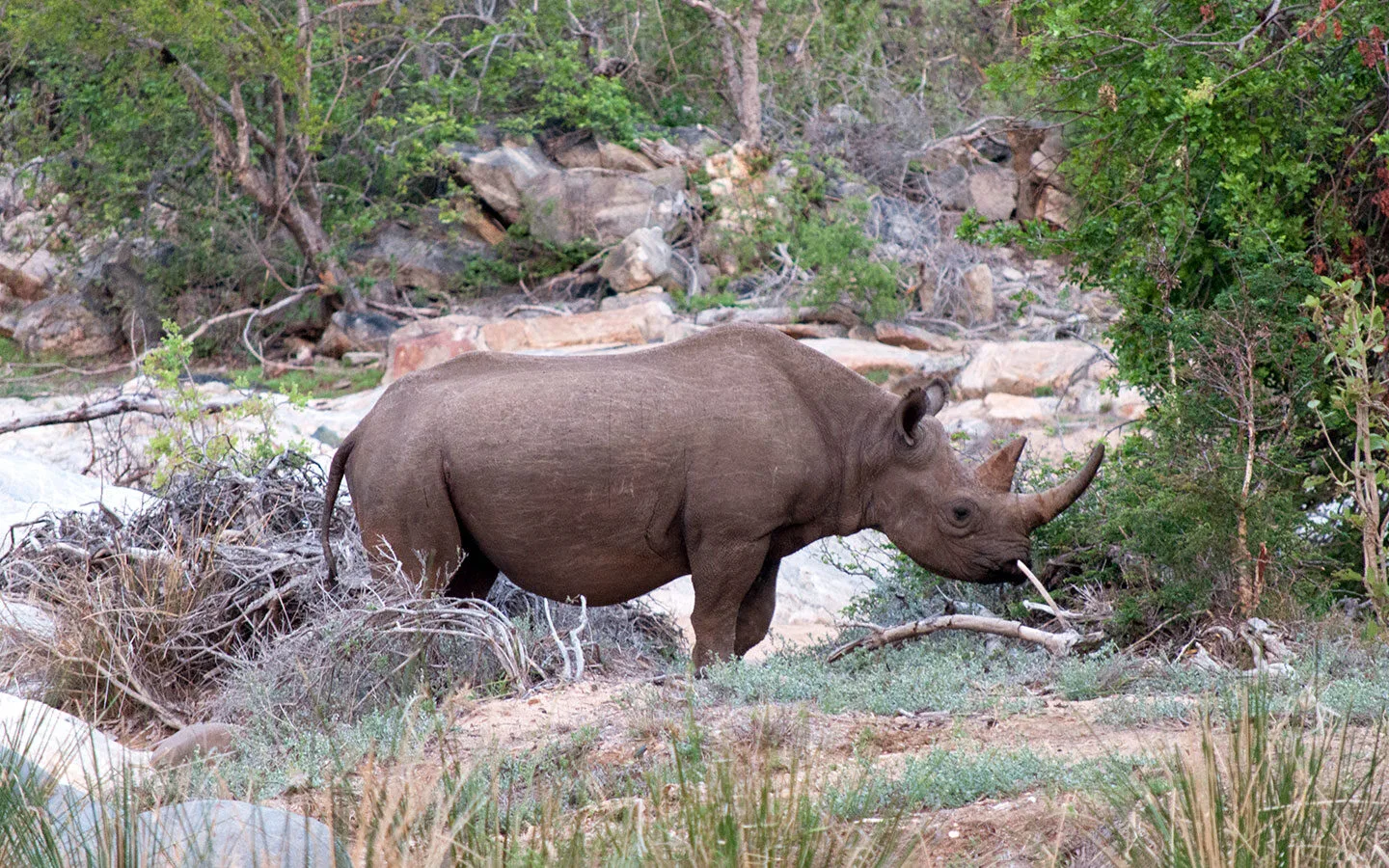 Rhino in Balule Game Reserve in South Africa