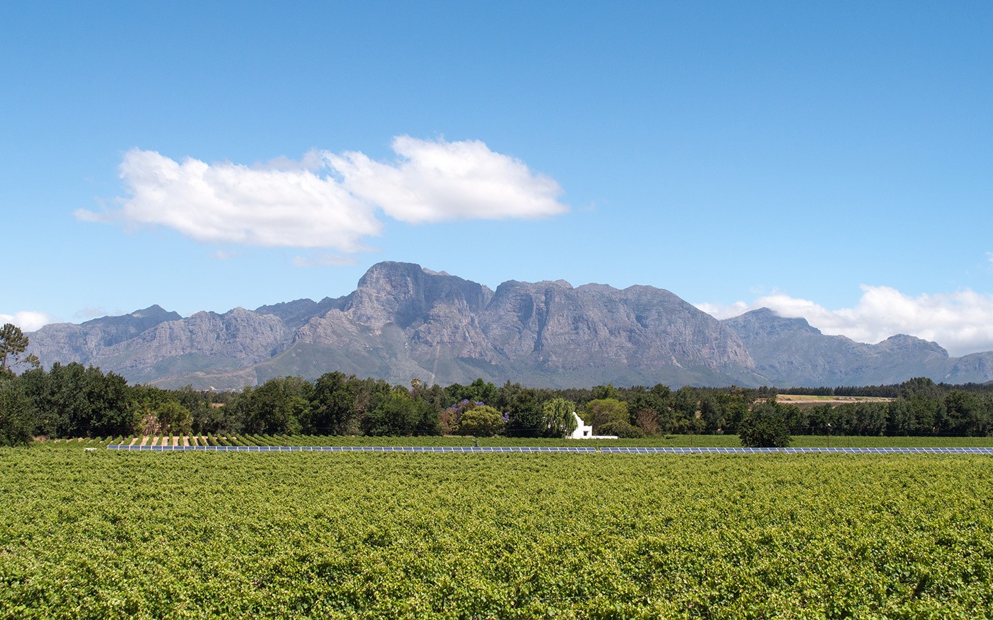 Vineyards in South Africa’s Cape Winelands