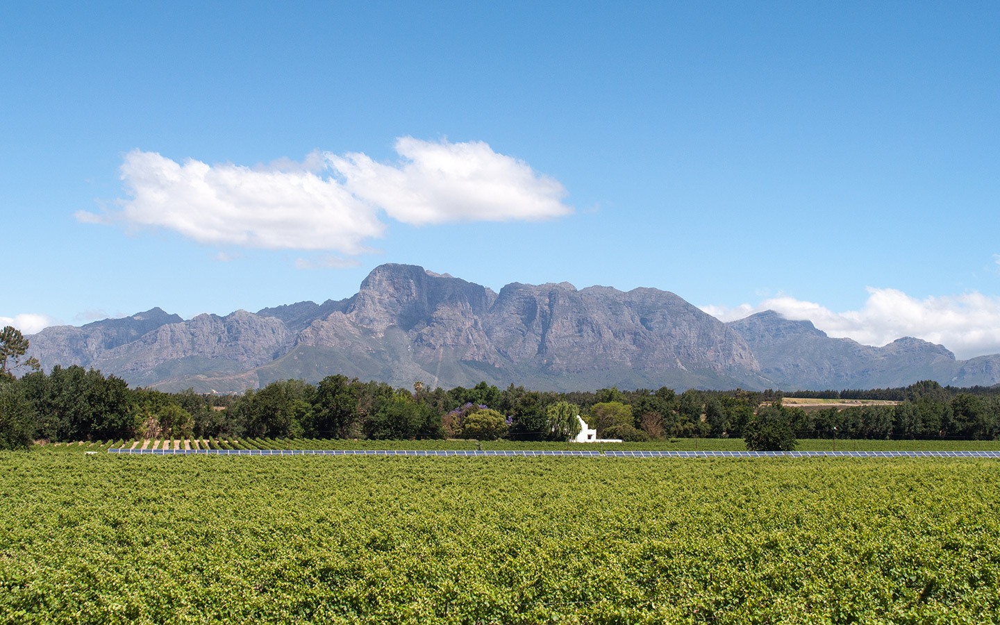 Vineyards in South Africa’s Cape winelands