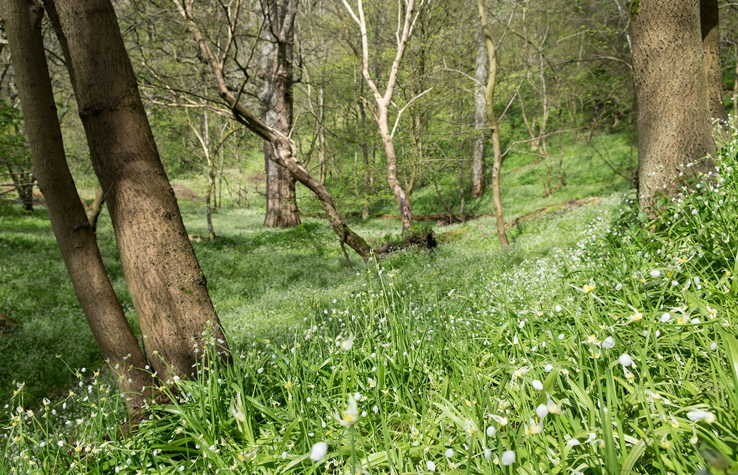 Springtime wild garlic in Roslin Glen