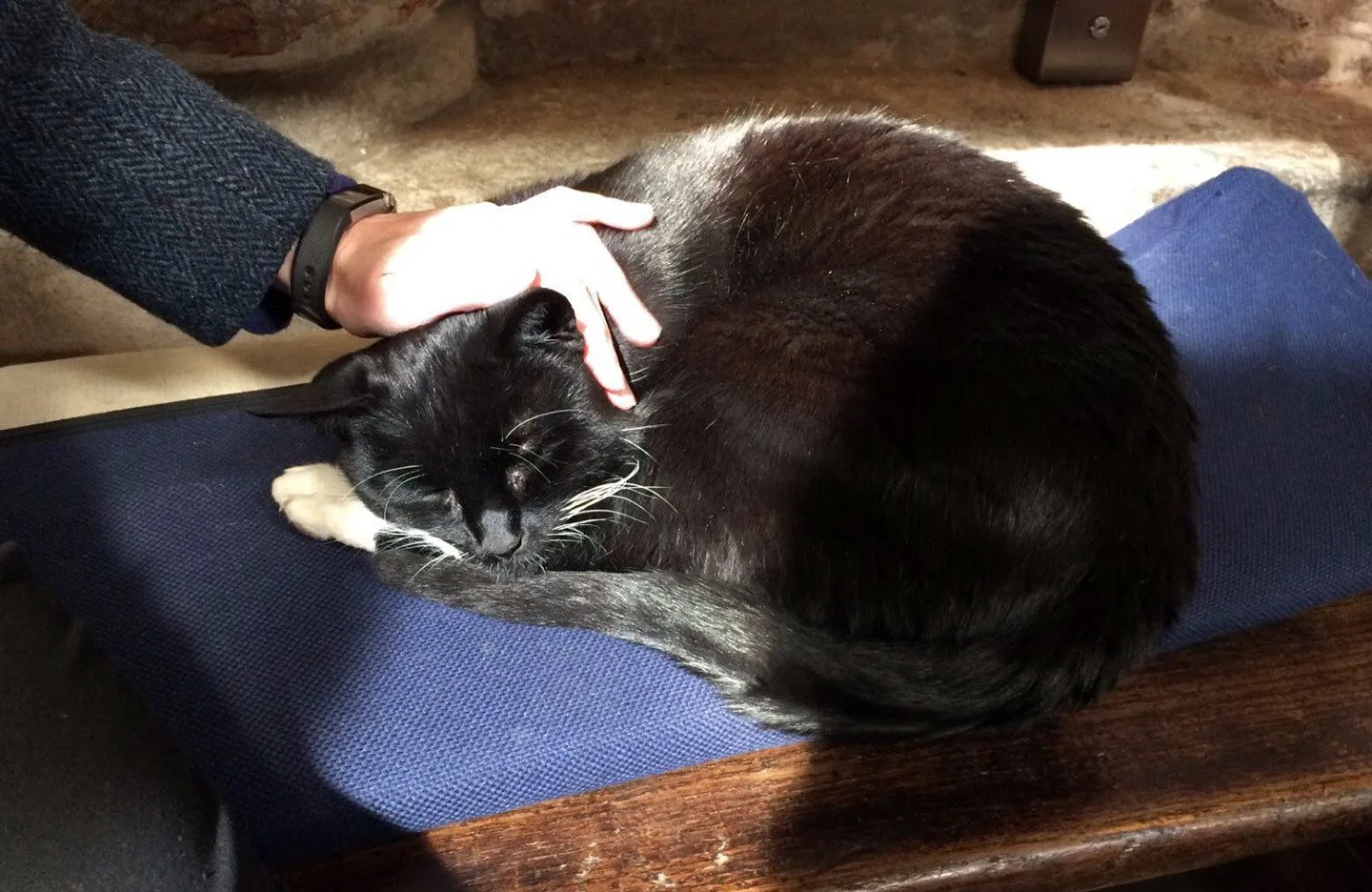 Rosslyn Chapel cat