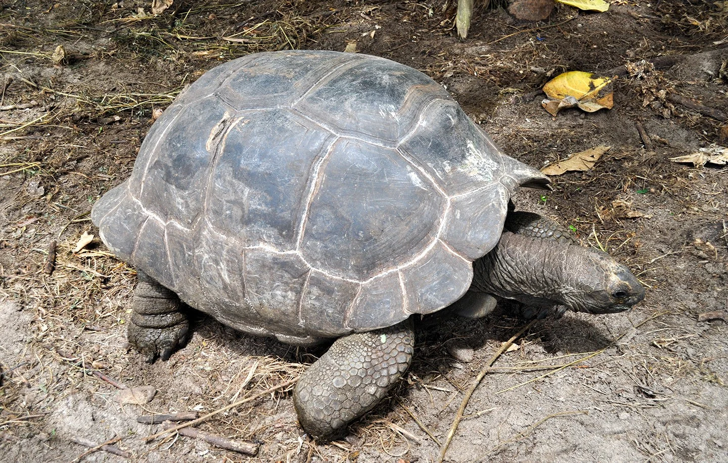Giant Tortoise in the Seychelles
