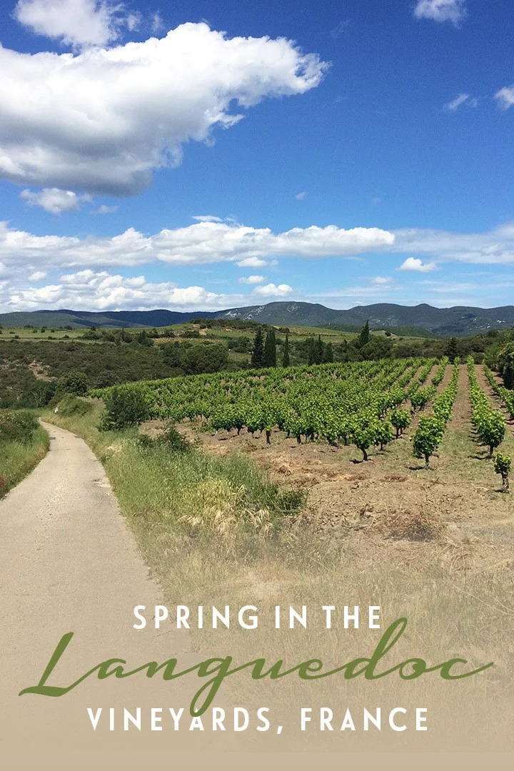Spring in France’s Languedoc wine region