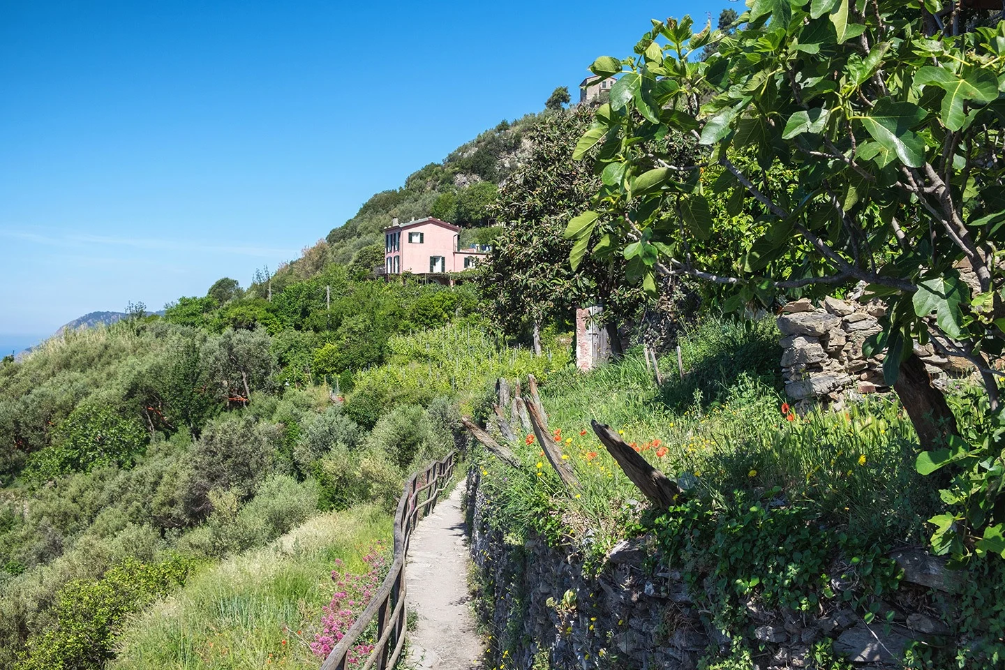 On the walking path to Vernazza in the Cinque Terre