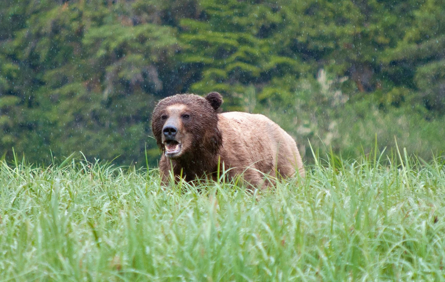 Grizzly bear in the Great Bear Rainforest, Canada