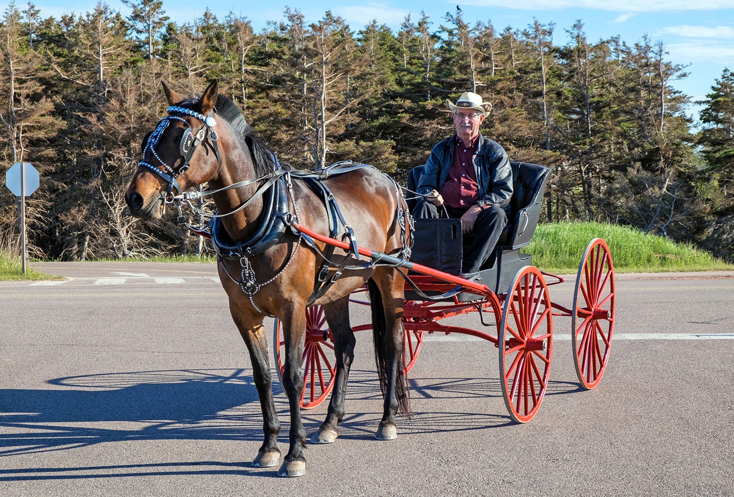 Horse and buggy, Prince Edward Island, Canada