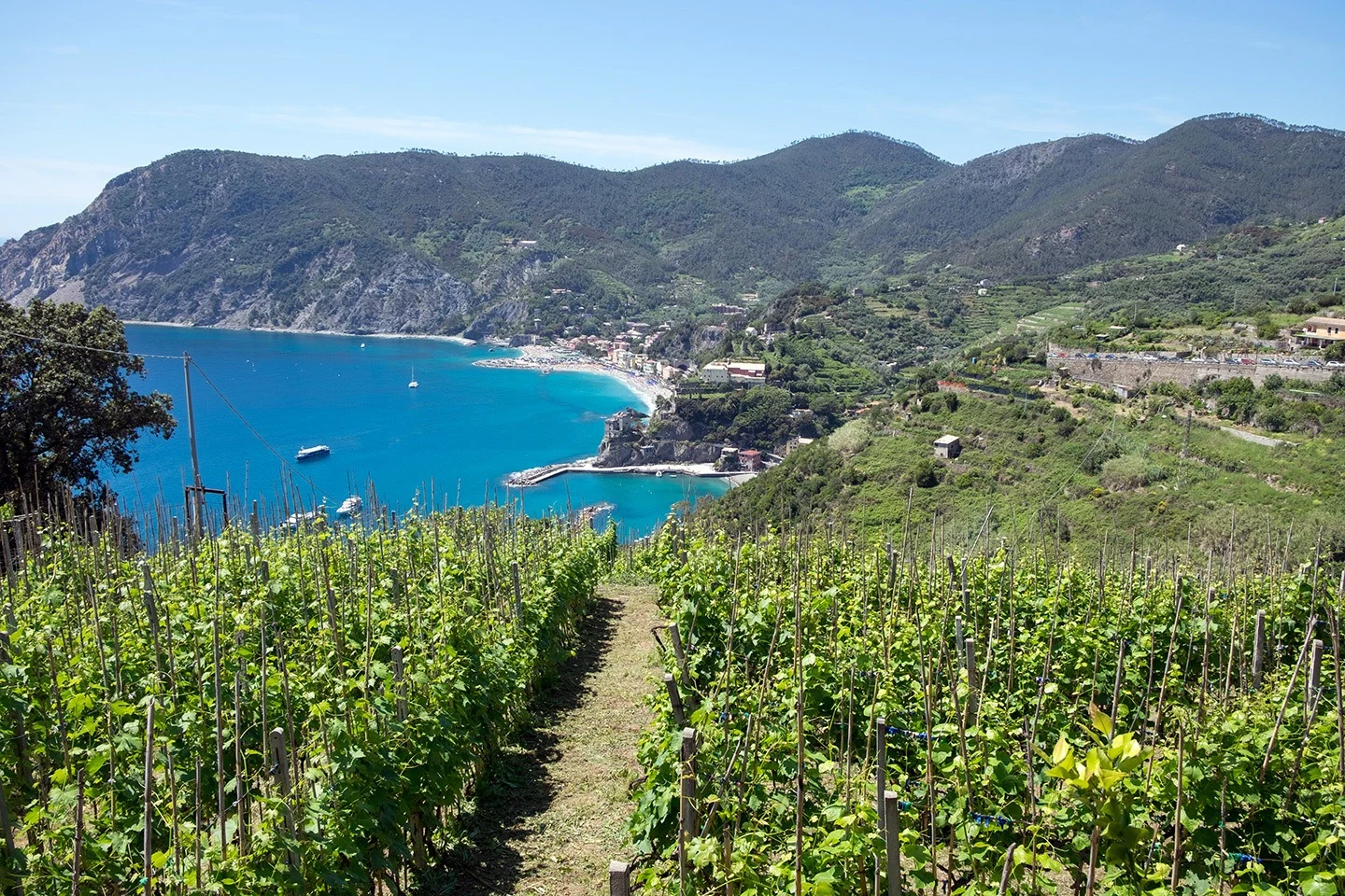 Looking back to Monterosso through the vineyards on the Cinque Terre's Sentiero Azzuro (Blue Trail)