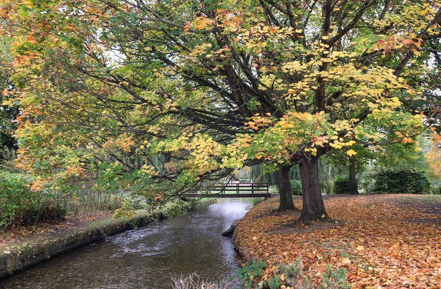 Autumn colours on a weekend in Salisbury