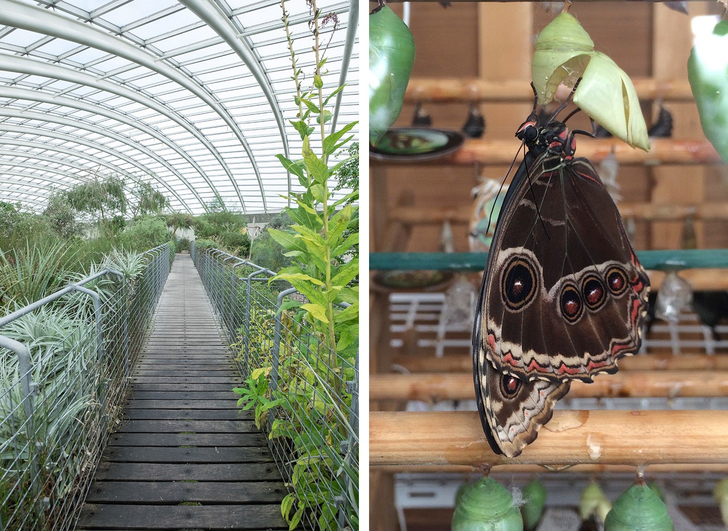 The glasshouse and butterfly hatchery at the National Botanic Garden of Wales 