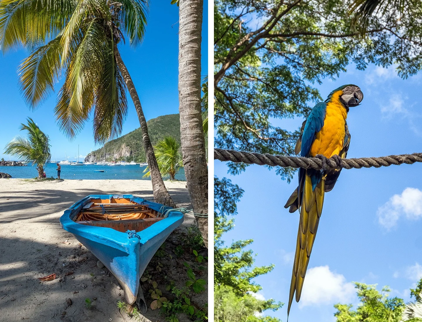 Beaches and birds Guadeloupe in the Caribbean
