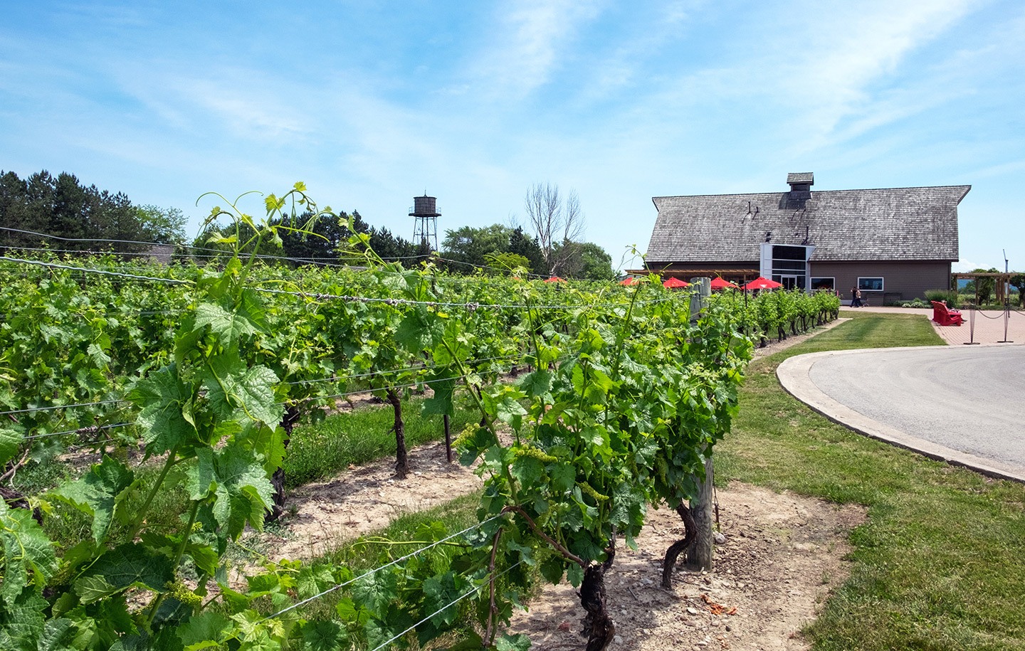 Vineyards at the Inniskillin winery in the Niagara wine region