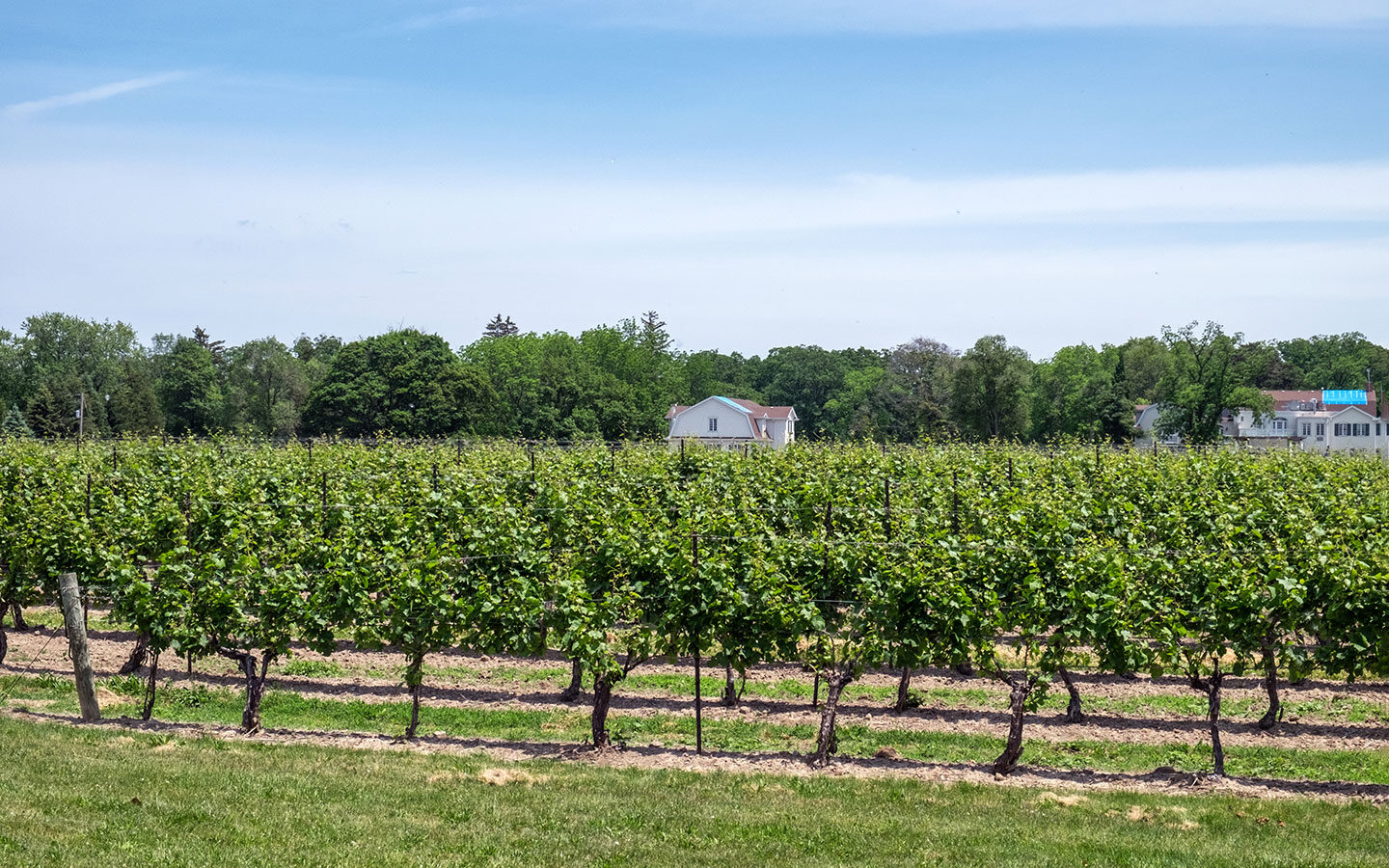 Niagara Peninsula wineries