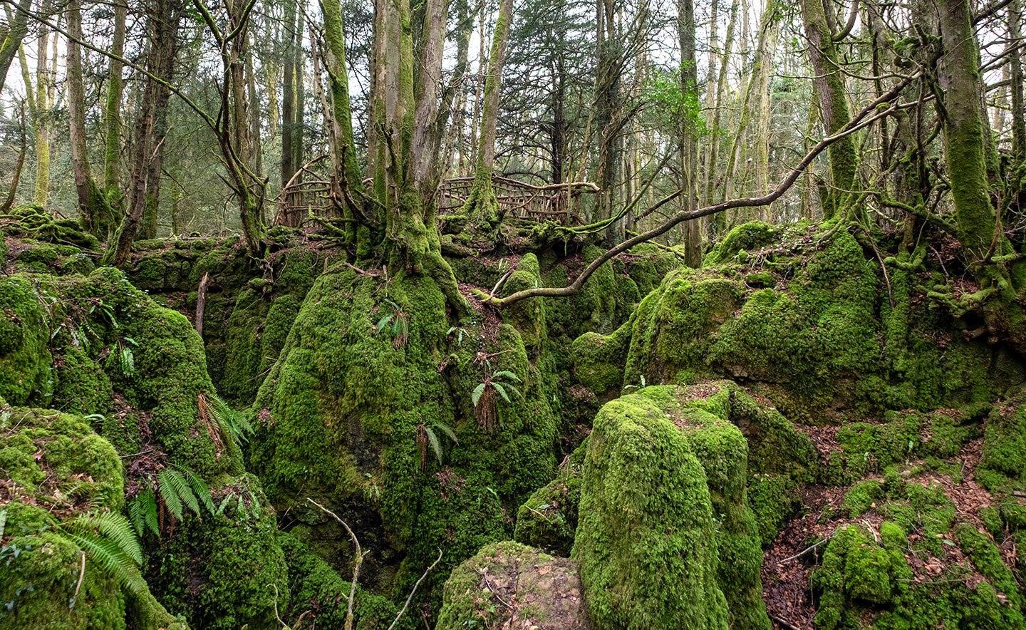 Puzzlewood in the Forest of Dean