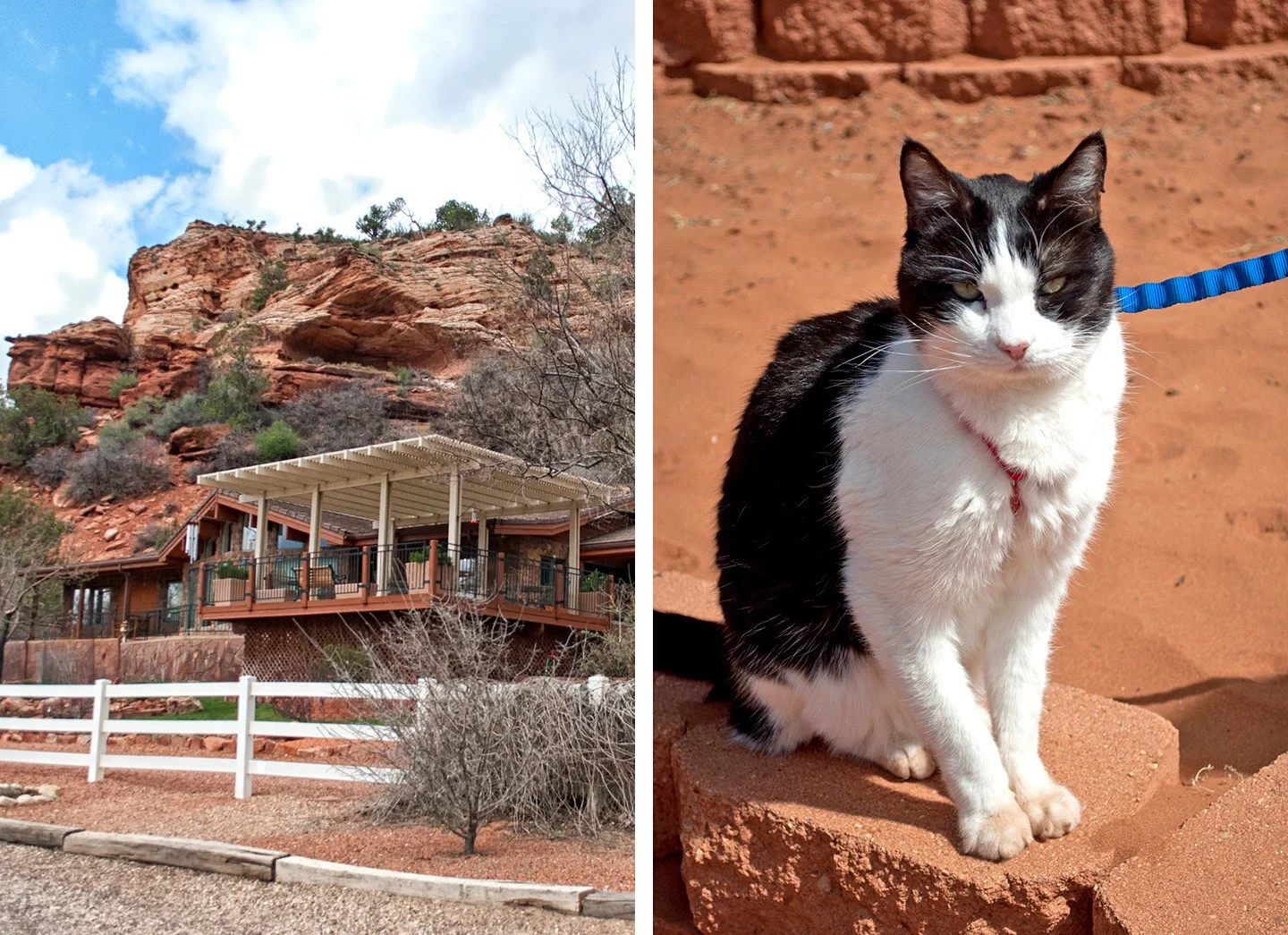 Volunteering at Best Friends Animal Society in Kanab, Utah