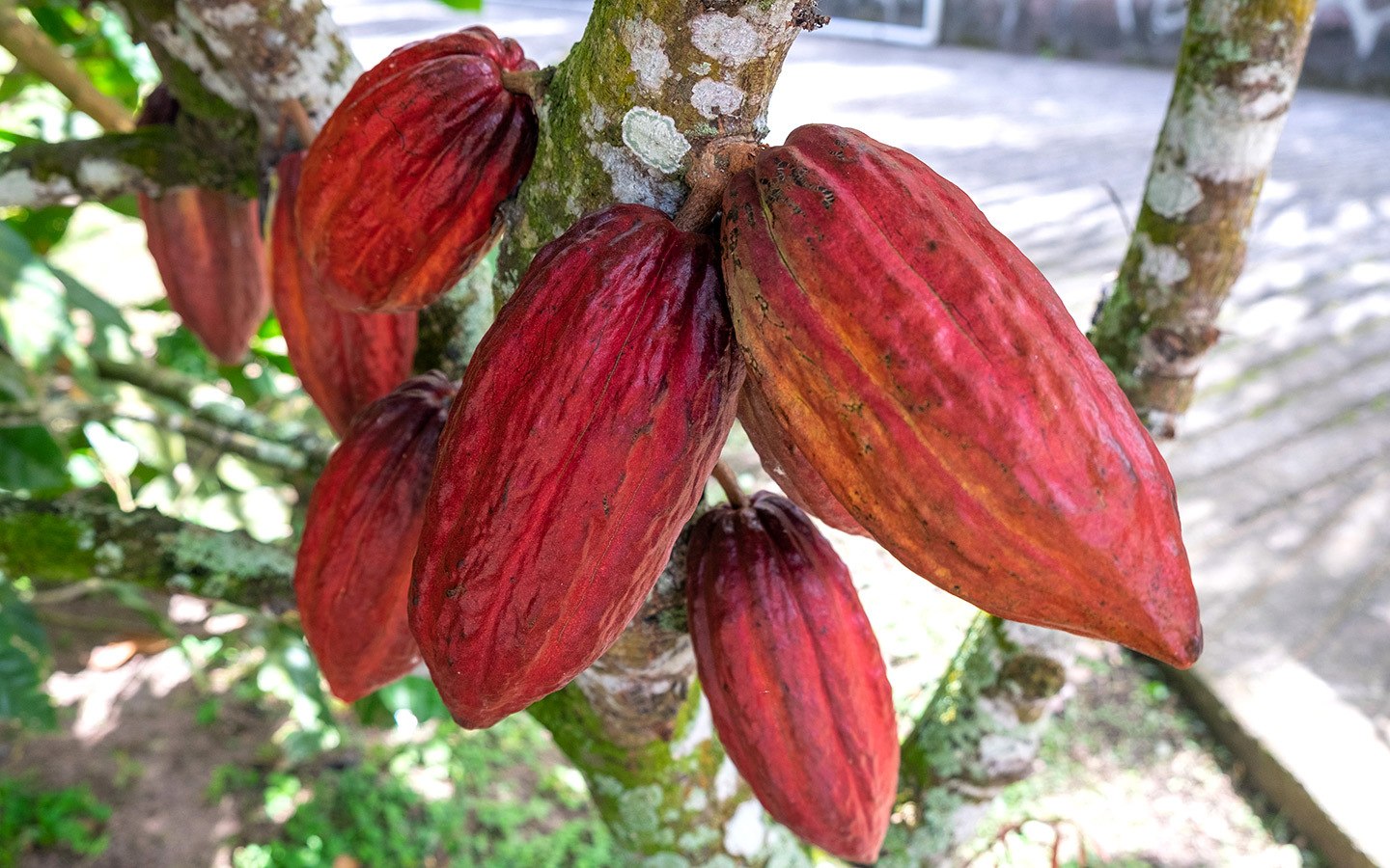 Ripe cocoa pods at Rabot Estate plantation