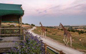 On Safari In The UK Glamping At Port Lympne Giraffe Lodge on-safari-in-the-uk-glamping-at-port-lympne-giraffe-lodge