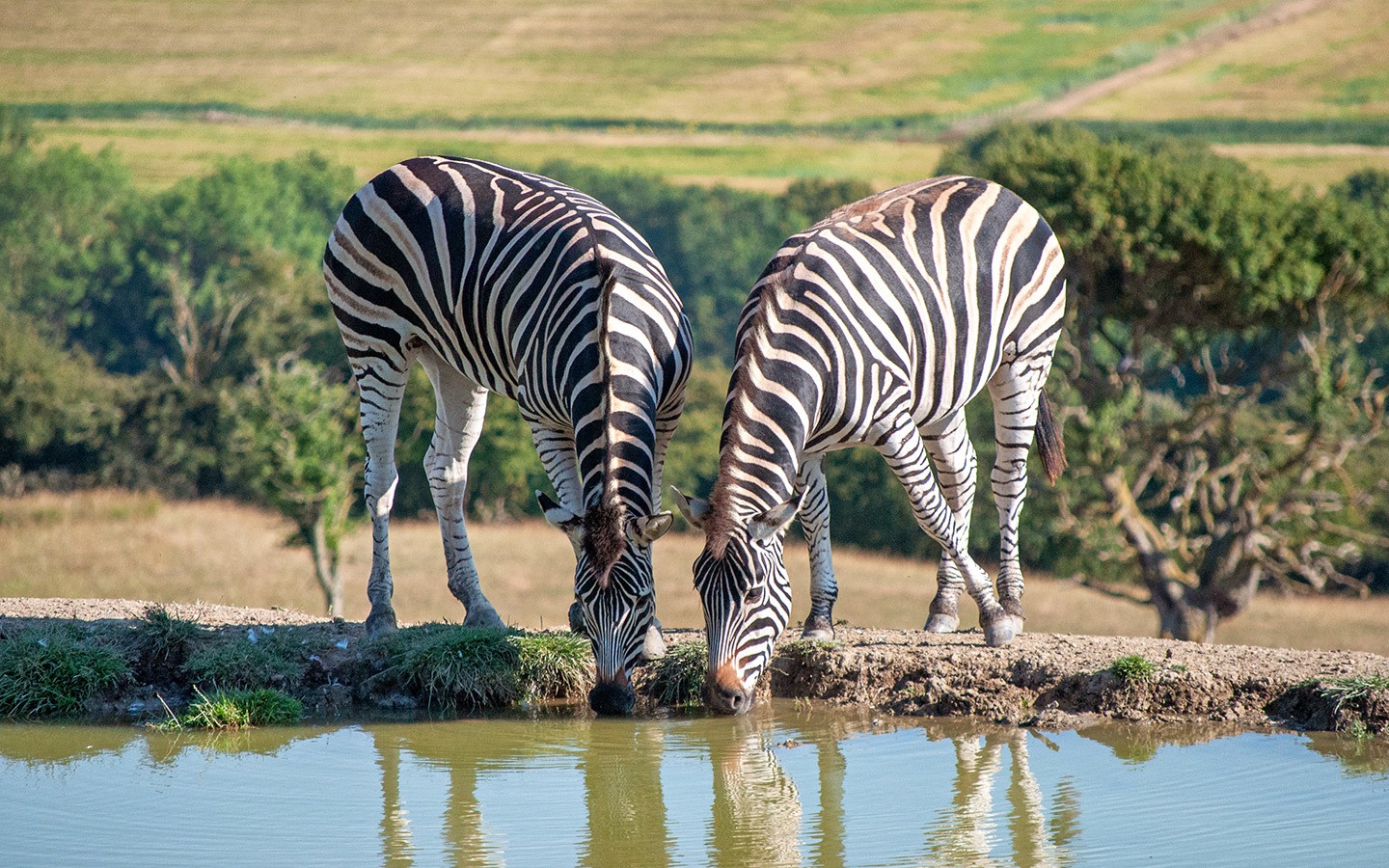 Zebras as Port Lympne Reserve