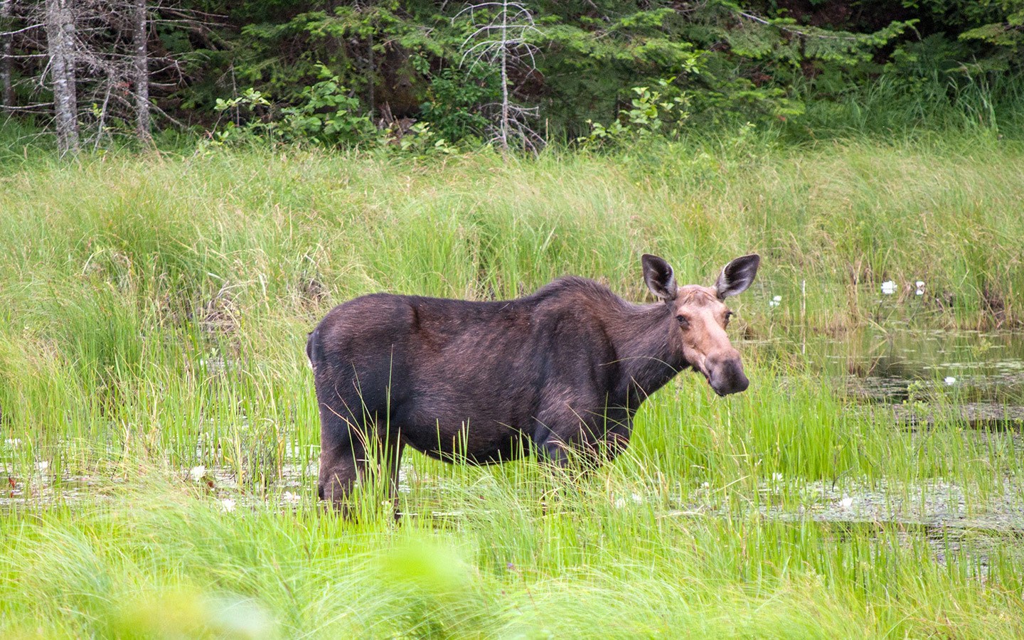 Moose in Algonquin Provincial Park