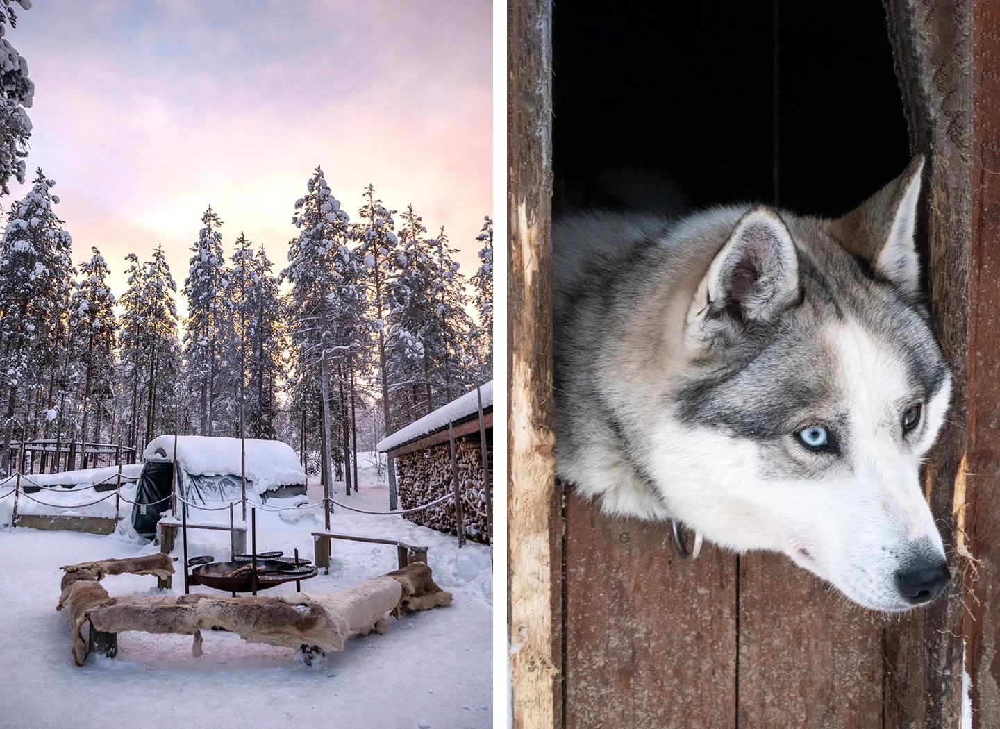 Siberian huskies at the Husky Park, one of the activities in Rovaniemi, Lapland