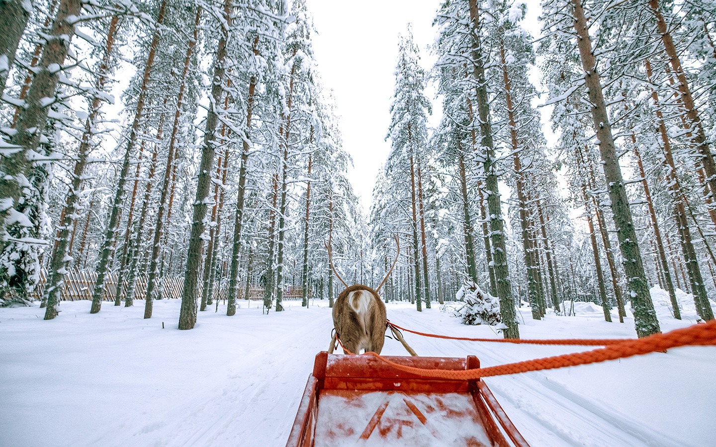 Reindeer sleigh ride in Rovaniemi, Finnish Lapland