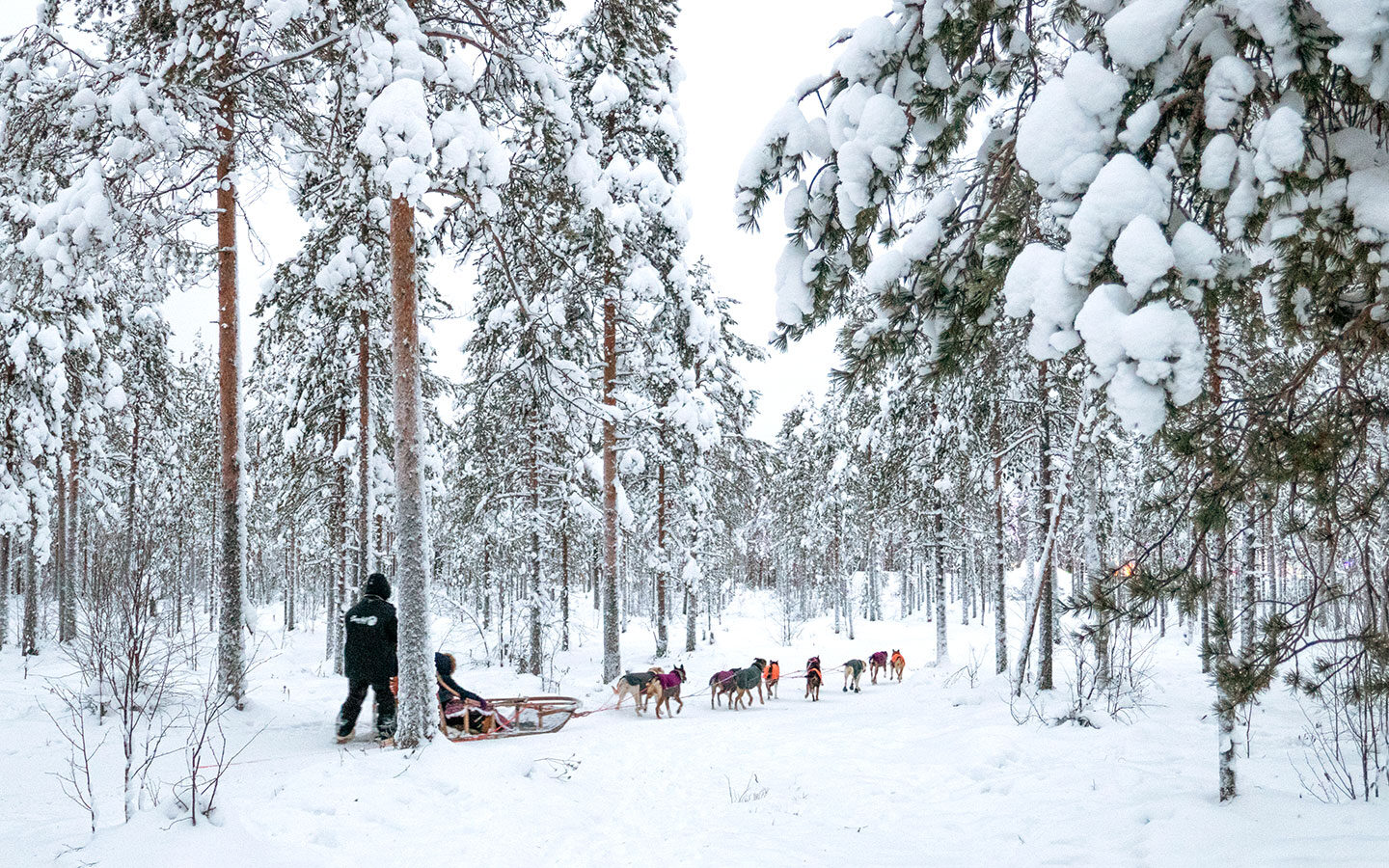Husky sledding in Lapland