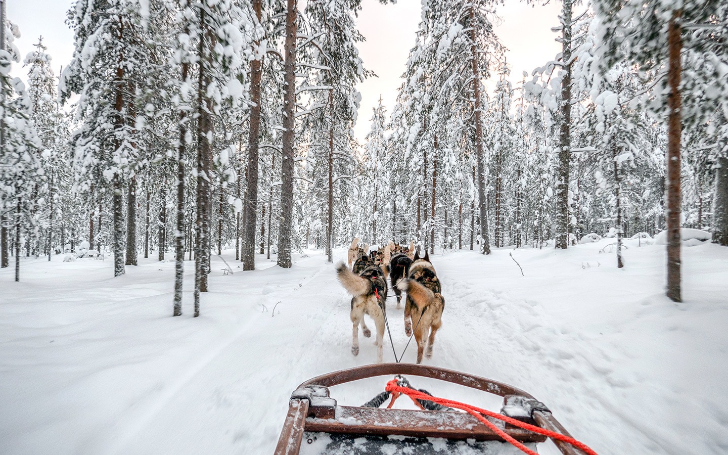 Husky sled at Santa Claus village in Rovaniemi, Finnish Lapland