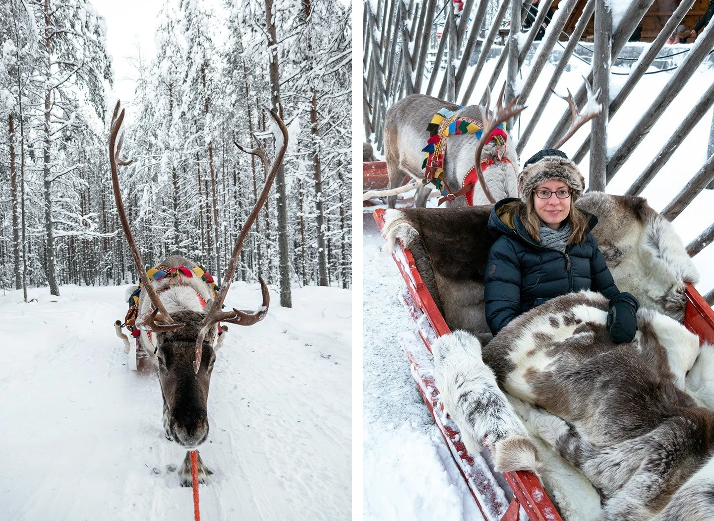 A reindeer sleigh ride in Rovaniemi in winter