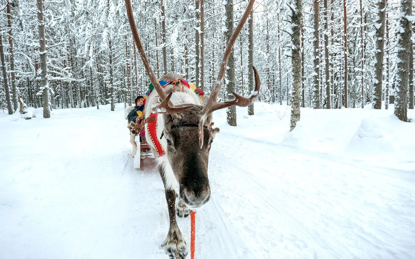 Reindeer at Santa Claus Village in Rovaniemi Finland