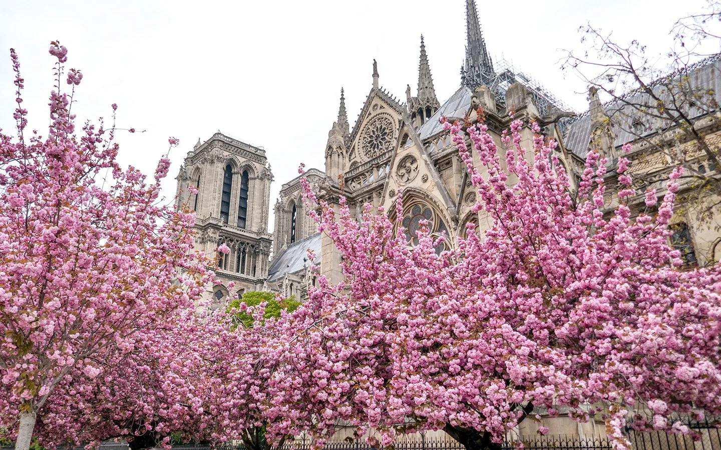 Cherry blossoms at Notre Dame cathedral