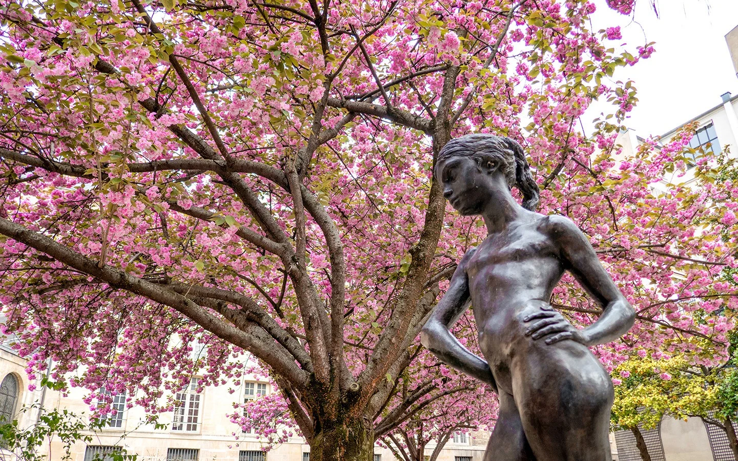 Cherry blossoms in Paris, France